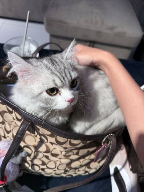 แมว เทา ชอบร้องเสียงดัง ขี้กลัว · ไม่มี