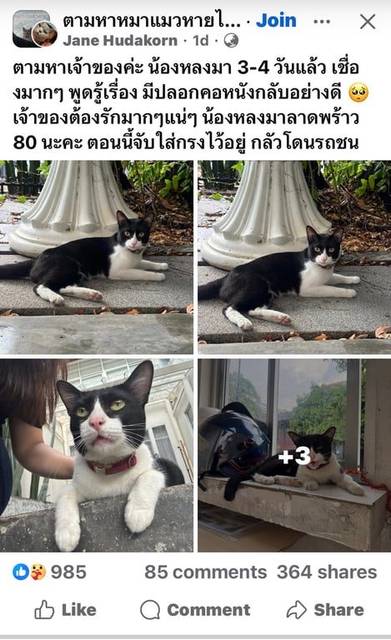 แมว ดำ ขาว ตามหาเจ้าของค่ะ น้องหลงมา 3-4 วันแล้ว เชื่องมากๆ พูดรู้เรื่อง มีปลอกคอหนังกลับอย่างดี 🥺 เจ้าของต้องรักมากๆแน่ๆ น้องหลงมาลาดพร้าว 80 นะคะ ตอนนี้จับใส่กรงไว้อยู่ กลัวโดนรถชน