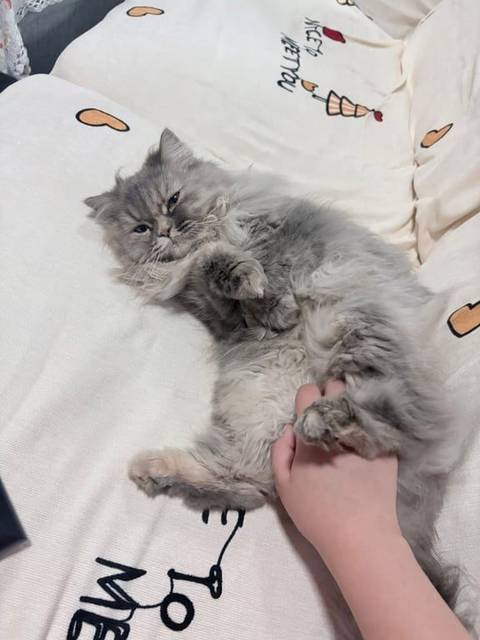 แมว เทา ตัวเล็กมาก · ไม่มี