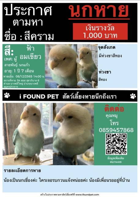 นก สีฟ้าอมเขียว มีห่วงขาสีทอง