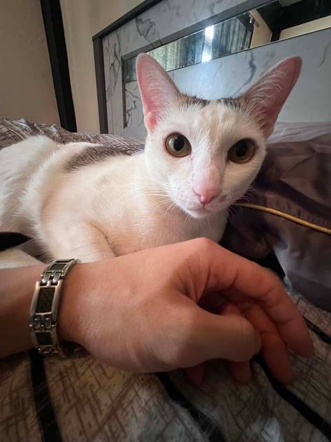 แมว ขาว น้องตัวขาว มีลายน้ำตาลออกดำๆ มีสีเหมือนไฝที่ข้างจมูก · ไม่มี