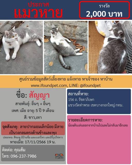 แมว ขาว เทา ลายปากมอมเล็กน้อย มีลายเป็นวงกลมตรงด้านข้างและพุง · สีชมพู มีป้ายชื่อน้องแมว และเบอร์โทร์เจ้าของ และมีจี้รูปไข่ดาวอยู่กับป้ายชื่อ