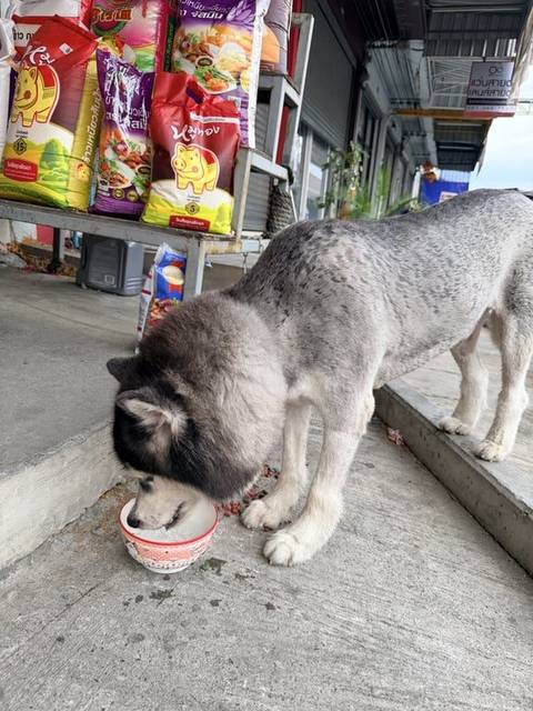 สุนัข ขาว เทา น้องมาที่หน้าร้าน ตลาดไทยสมบูรณ์
