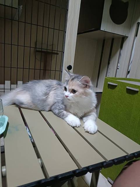 แมว เปรอะ น้องขี้อ้อน · ไม่มี