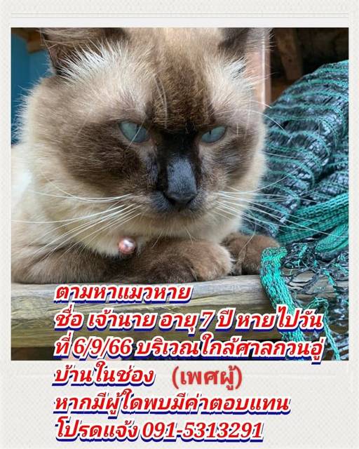 แมว ขาวน้ำตาล หูมีรอยฉีก · สีแดง กระดิ่งสีชมพู