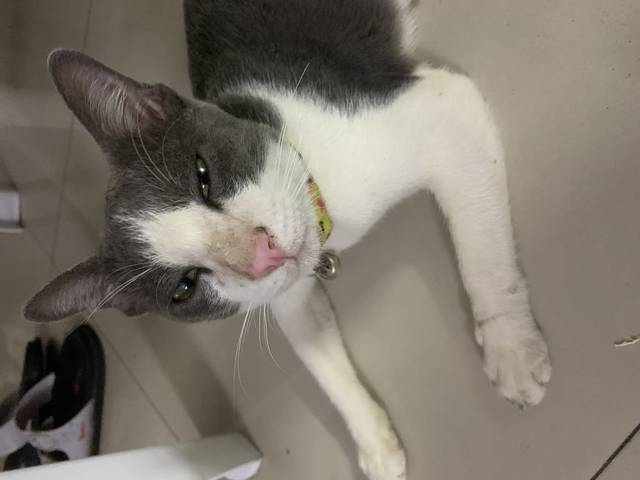 แมว สีเทา ขาว