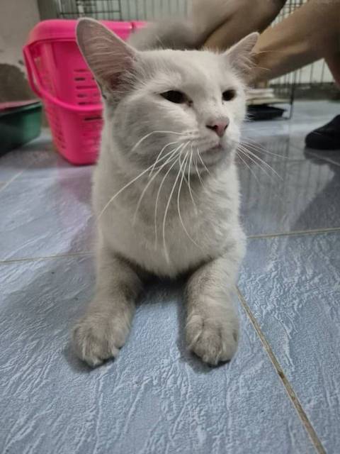 แมว ขาว น้องแมวตัวไม่ใหญ่ สีขาว หางยาวฟู ไม่กลัวคน