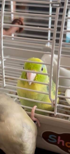 นก เขียวแซมเหลืองขอบปีกน้ำเงิน จงอยปากสีชมพูอ่อน สีเขียวเหลืองแจ่มๆเลย