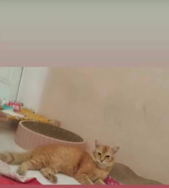 แมว ส้ม ขนฟู ขี้กลัว · ไม่มี