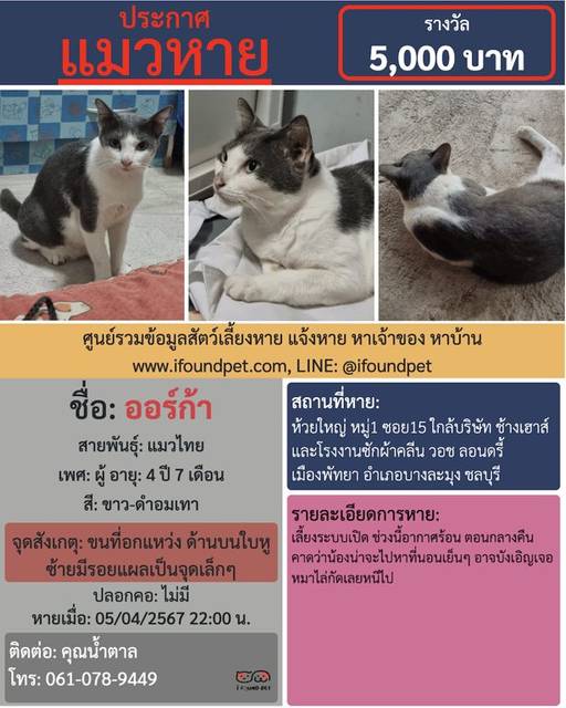 แมว ขาว-ดำอมเทา ขนที่อกแหว่ง ด้านบนใบหูซ้ายมีรอยแผลเป็นจุดเล็กๆ · ไม่มี