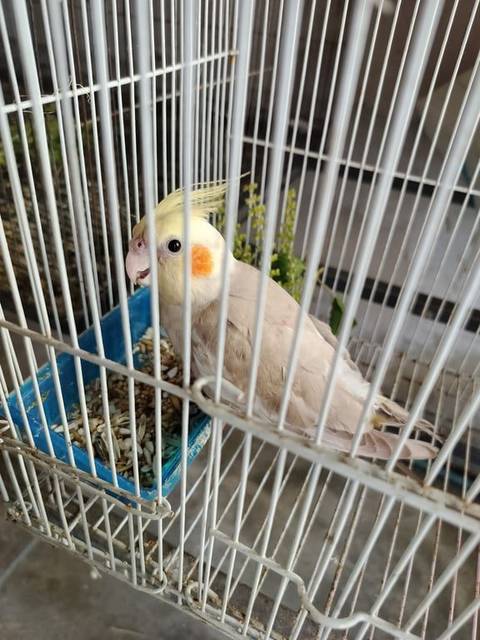 นก เหลืองเทา