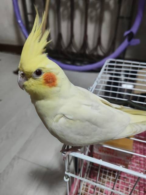 นก เหลืองแก้มส้ม