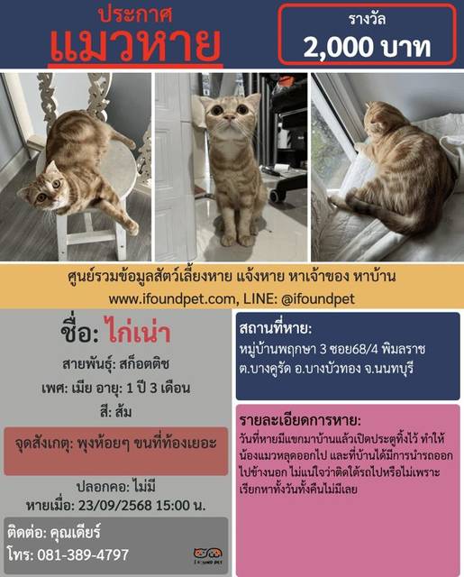 แมว ส้ม พุงห้อยๆ ขนที่ท้องเยอะ · ไม่มี