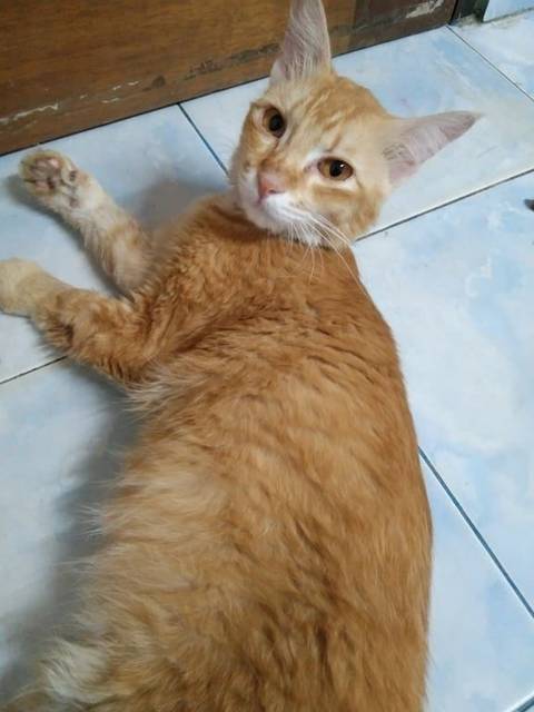 แมว ส้ม เป็นแมวส้ม คางขาว ขนยาวหางฟู