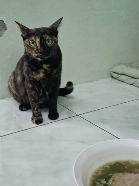 แมว ดำ น้ำตาล ส้ม เหลือง ไม่มี