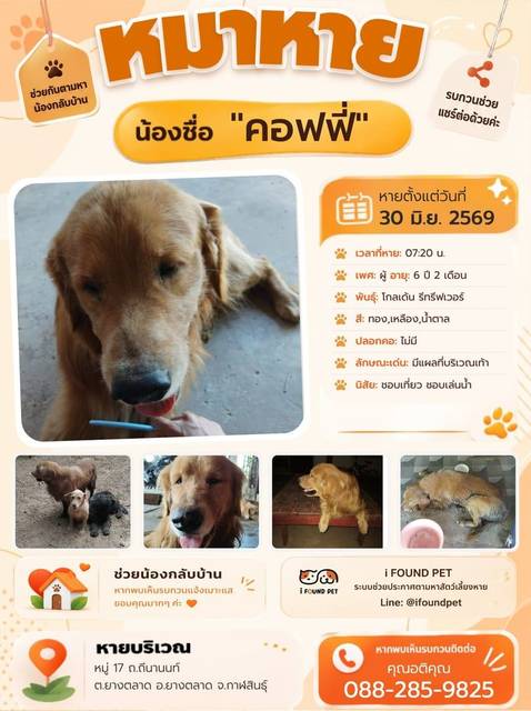 สุนัข ทอง เหลือง น้ำตาล มีแผลที่บริเวณเท้า · ไม่มี