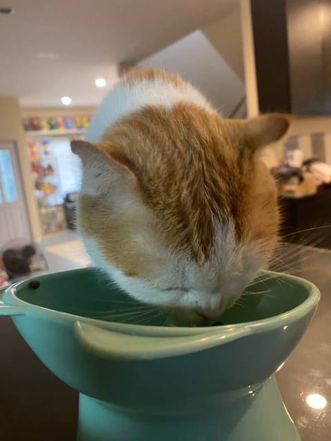 แมว ขาว ส้ม ไม่มี