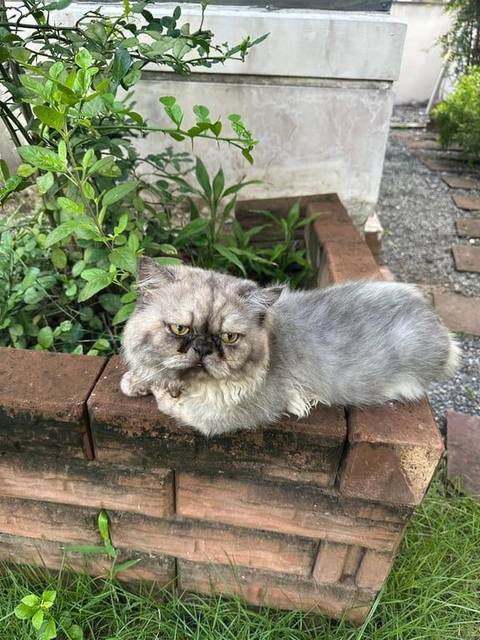 แมว เทา Has a thick fur at the end if the tail · สีน้ำเงิน The collar is red with red bell but the paint is coming off so the bell looks silver. He also has a small silver plate with his name and owners lineID