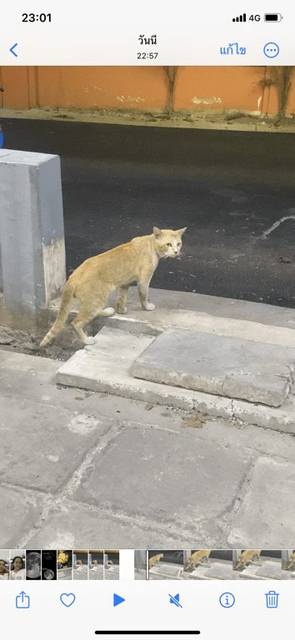 แมว ส้ม-ขาว
