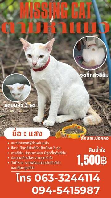 แมว ขาว ส้ม จุดส้ม 3 จุด บนหัว ที่หลัง หางส้มงอเป็นเครื่องหมาย? · สีเหลือง มีกระดิ่ง มีสายจูงหลุดไปด้วย
