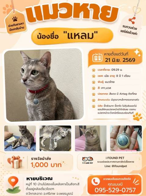 แมว เทา นวล มีจุดขาวๆเล็กๆตรงกลางหัว · สีแดง มี Airtag ติดที่คอ