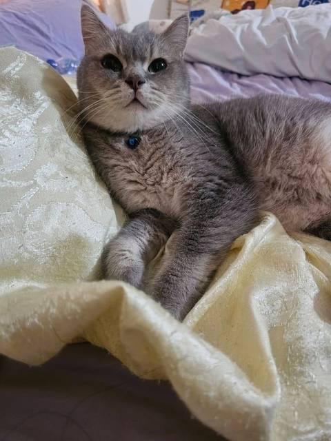 แมว เทา ปลอกคอน้ำเงิน · สีฟ้า มีไมโครชิพ