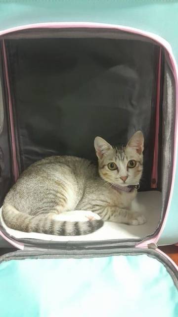 แมว ขาว เทา แมวลายสลิด อายุประมาณ 4 เดือน ปลอกคอสีม่วงตามภาพ · สีม่วง ปลอกคือสีม่วงลายทาง ไม่มีกระดิ่ง