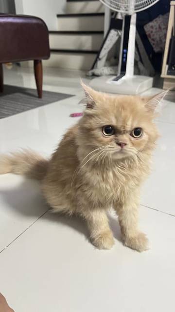 แมว ส้ม อายุประมาณ 3 เดือน