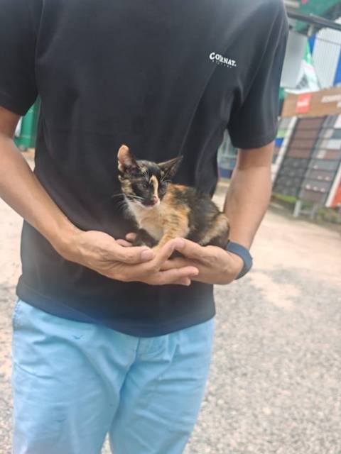 แมว เปรอะ เจอน้องอยู่กลางถนนหน้าร้านสกุลกิม หนองคาย น้องเพศเมีย สีเปรอะ ไม่มีปลอกคอ