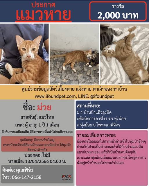 แมว สีส้มลายเหมือนเสือ มีสีขาวคาดที่หน้าไปจนถึงช่วงคอ ตัวค่อนข้างใหญ่ ตรงหน้าจะมีขนสีส้มเหมือนหนวดเหนือปาก ใส่ถุงเท้าสีขาว2เท้าหลัง · ไม่มี
