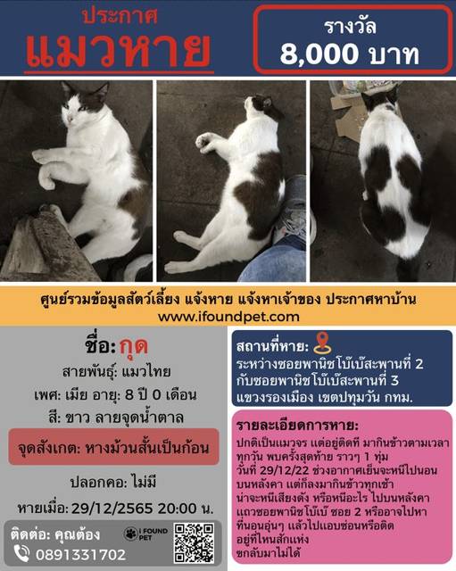 แมว สีขาว ลายจุดน้ำตาล หางม้วนสั้นเป็นก้อน · ไม่มี
