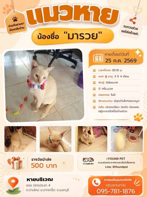 แมว ครีม นวล มีตุดดำเล็กๆตรงจมูก · ไม่มี