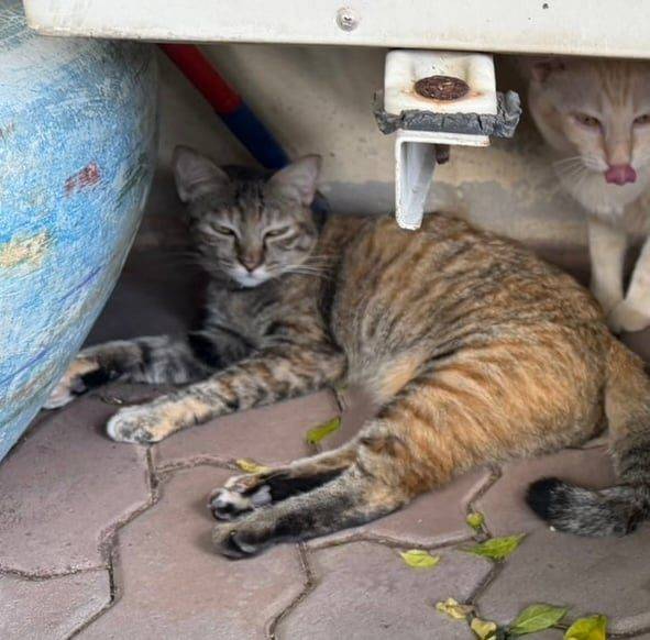 แมว สลิด เปรอะ ตัวสีน้ำตาลอ่อน หางสีสลิดเข้มกว่าตัว · ไม่มี