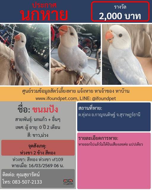 นก ขาว ม่วง ห่วงขา 2 ข้าง สีทอง