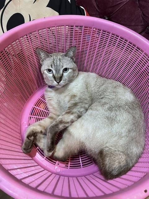 แมว ขาว เทา หางกุด · สีม่วง มีกระดิ่งสีชมพู