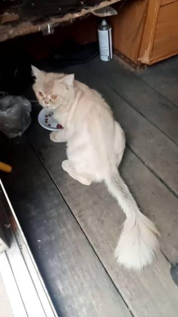 แมว สีขาว น้องมาขอข้าวกินที่ป้อมยามของแฟลต4