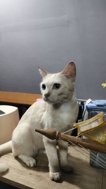 แมว ขาว น้ำตาล มีขนตรงหัวเป็นสีขาวคล้ายเพชร · ไม่มี