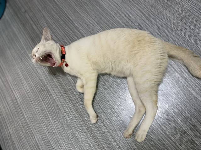 แมว สีขาว