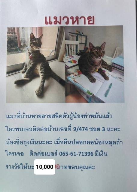 แมว เทา ไม่มี