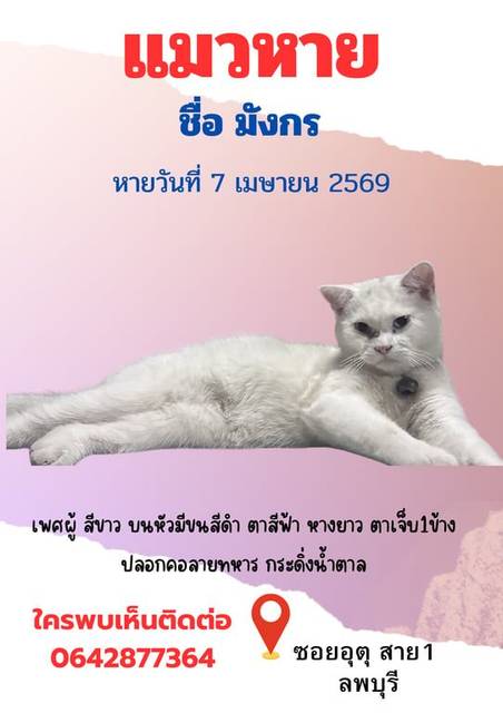 แมว ขาว มีขนสีดำบนติดนิดนึงบนหัว · ลายทหาร กระดิ่งสีน้ำตาล