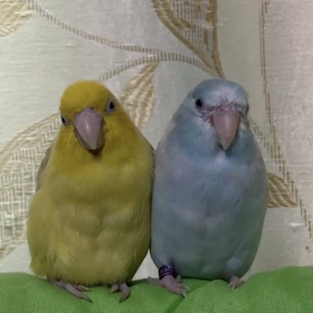 นก ขาว ฟ้า ขนที่หน้าหาย