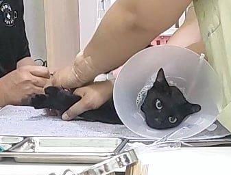 แมว ดำ 😸เพศเมีย สีดำล้วน ขนสวย ตัวเล็ก อายุประมาณ 1 ปี เจอน้องร้องขออาหาร อ้อน ไม่กลัวคน แถวนั้นมีจุดรกร้างกลัวสัตว์เลื้อยคลานทำร้ายจึงฝาก รพส. ไว้ค่ะ หากเป็นเจ้าของหรือสนใจรับเลี้ยง(คัดบ้านที่เลี้ยงระบบปิด) ☎️ติดต่อเบอร์/ไลน์ 090-986-0468 ✅ตรวจสุขภาพเบื้องต้นให้แล้ว