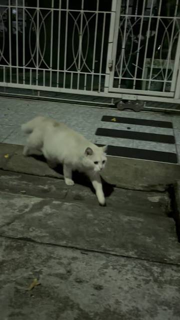 แมว ขาว
