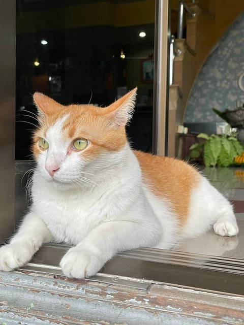 แมว ขาว ส้ม ฟัน1ซี่ · ไม่มี
