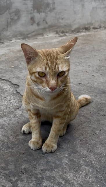 แมว ส้ม หางข้อสุดท้ายหัก