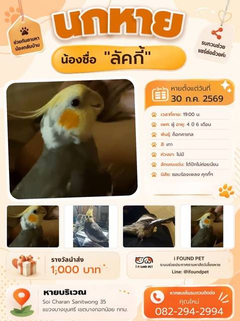 นก เทา ใต้ปีกไม่ค่อยมีขน