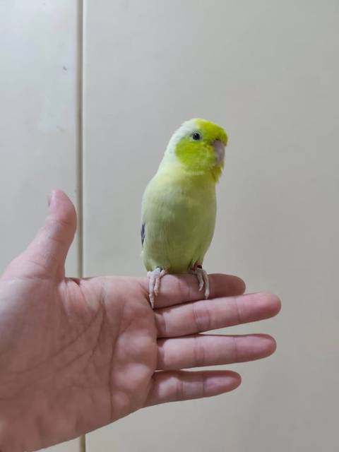 นก เขียว ห่วงขา สีชมพู ขาซ้าย