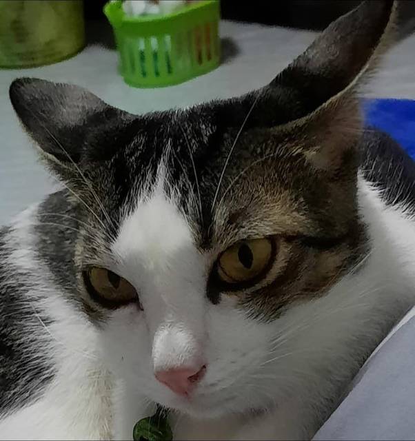 แมว สลิด ขาว มีลายสลิดข้าวหลามตัดบนหลังคอ · กระดิ่งสีเขียว