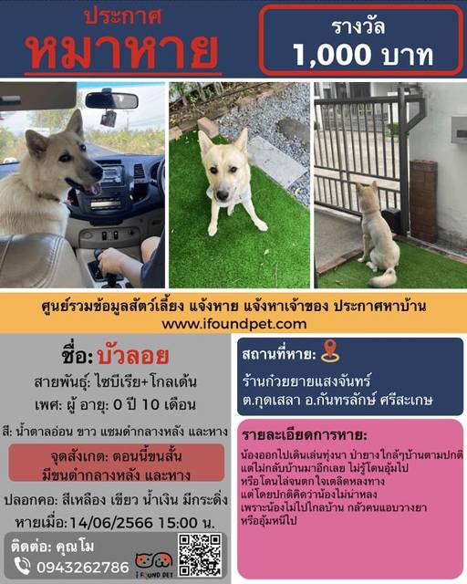 สุนัข น้ำตาลอ่อน ขาว แซมดำกลางหลัง และหาง ตอนนี้ขนสั้น มีขนดำกลางหลัง และหาง · มีกระดิ่ง ปลอกคอสีเหลือง เขียว น้ำเงิน