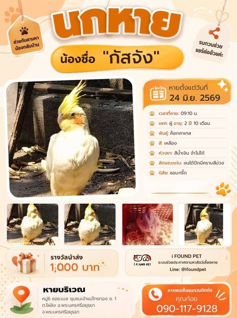 นก เหลือง ขนใต้ปีกมีคราบสีม่วง